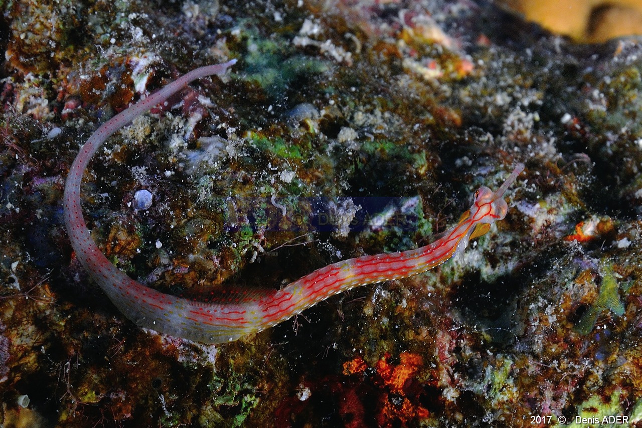 Corythoichthys-sp syngnate-Safaga Gamul kebir-10m-20171120-Denis-ADER-DSC_3045_tn.jpg